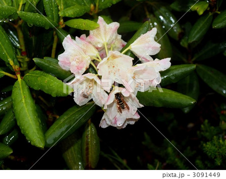 はくさん石楠花と蜂 3091449