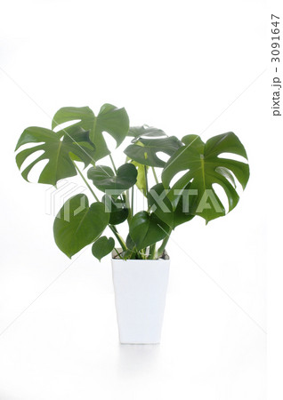 モンステラ 3091647