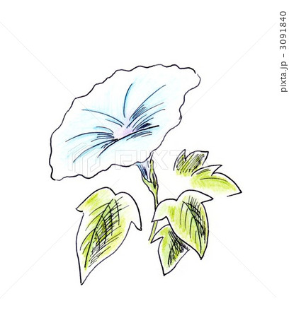 ペン画朝顔 ペン画朝顔 3091840