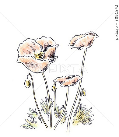ペン画ポピー 3091842