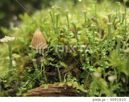 苔ときのこ２ 3091910