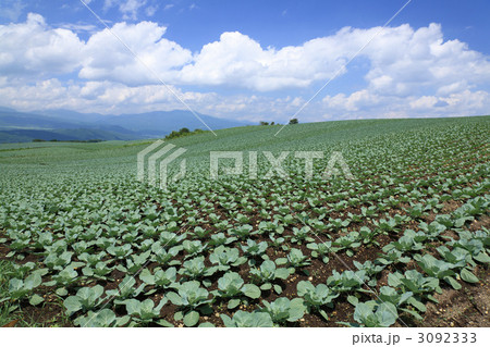 キャベツ畑 キャベツ畑 3092333