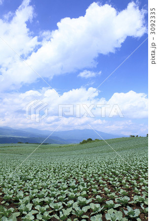 キャベツ畑 キャベツ畑 3092335