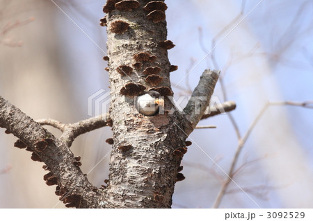 ハシブトガラ 3092529