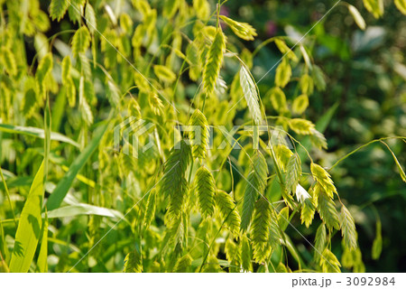 野草・ワイルドオーツ　イネ科 3092984