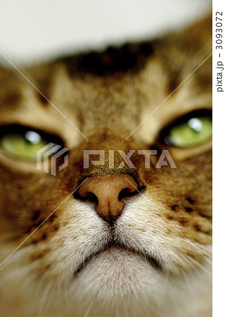 猫の鼻 3093072
