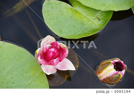 信州開田高原（水生植物園） 3093194