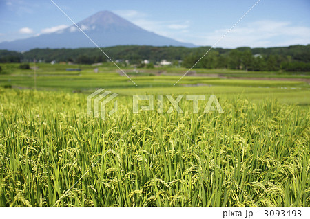 富士山に稲穂 富士山に稲穂 3093493