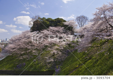 千鳥ヶ淵の桜 3093704