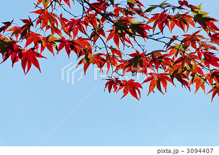 青空と紅葉 青空と紅葉 3094407