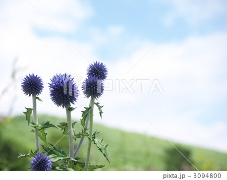 高原のヒゴタイ 3094800