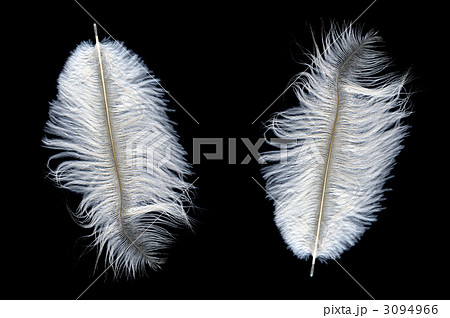 鳥の羽 白い羽根 羽毛のイラスト素材