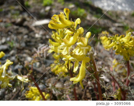 キケマン 3095066