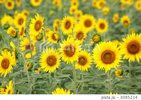 ひまわり(ニチリンソウ/日輪草) ひまわり(ニチリンソウ/日輪草) 3095214