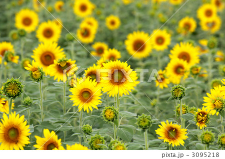 ひまわり（ニチリンソウ／日輪草） 3095218