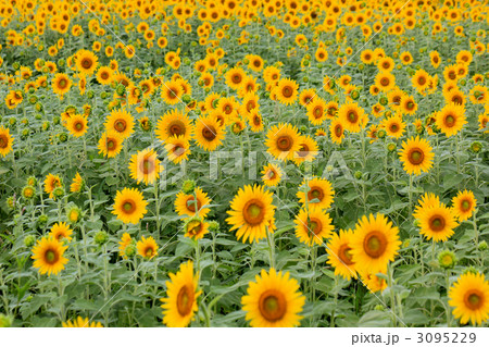 ひまわり（ニチリンソウ／日輪草） 3095229