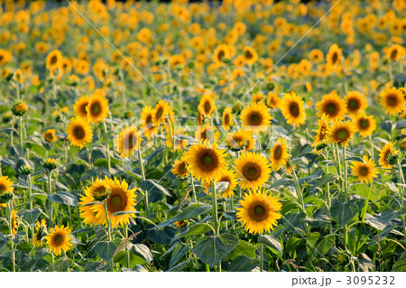 ひまわり（ニチリンソウ／日輪草） 3095232