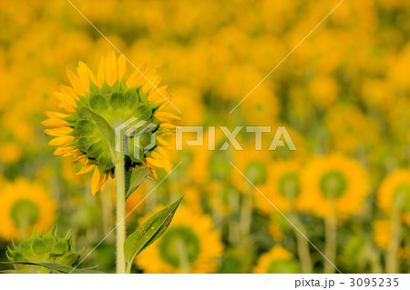 ひまわり（ニチリンソウ／日輪草） 3095235