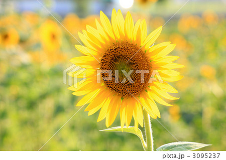 ひまわり（ニチリンソウ／日輪草） 3095237