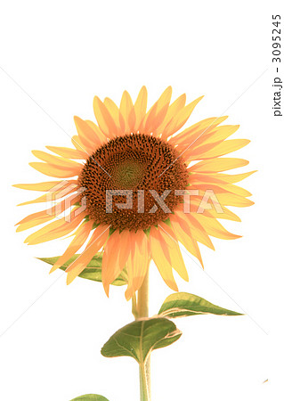 ひまわり(ニチリンソウ/日輪草) ひまわり(ニチリンソウ/日輪草) 3095245