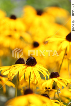 ルドベキア 3095321