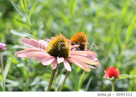 エキナセア(紫馬簾菊) エキナセア(紫馬簾菊) 3095322