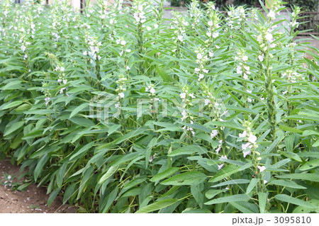 胡麻畑 胡麻畑 3095810