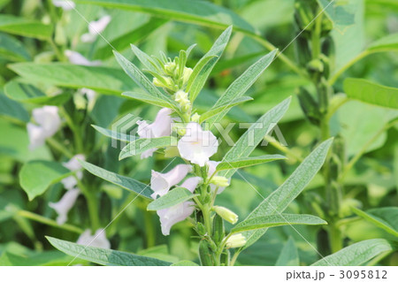 胡麻の花 胡麻の花 3095812