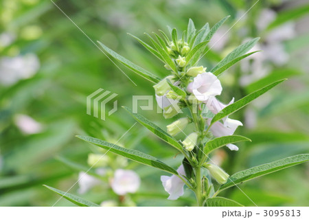 胡麻の花 胡麻の花 3095813
