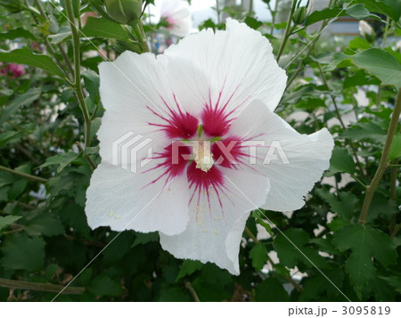 韓国国花 むくげ 韓国国花 むくげ 3095819