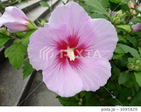 韓国国花 むくげ 韓国国花 むくげ 3095820