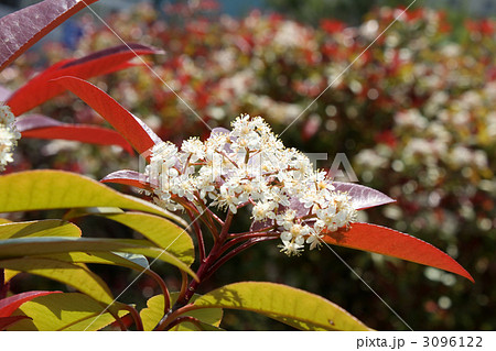 カナメモチ 3096122