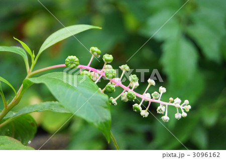 やまごぼう 3096162