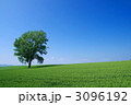 哲学の木 3096192