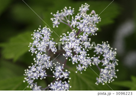 小紫陽花 3096223