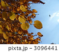 枯れ葉と空 3096441
