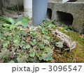 ヌマガエル 3096547