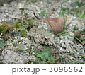 ヌマガエル 3096562