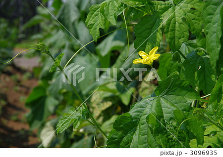 ゴーヤ畑 ゴーヤ棚 ゴーヤ畑 ゴーヤ棚 3096935