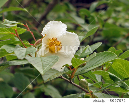 沙羅双樹の花 3097072