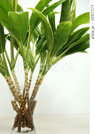 コルジリネ 3097777