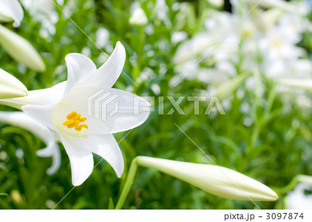 テッポウユリの花 3097874