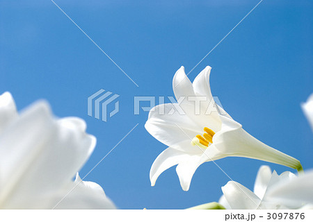 テッポウユリの花と青空 テッポウユリの花と青空 3097876