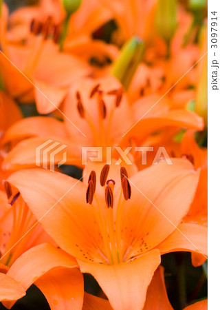 オレンジ色のスカシユリの花 オレンジ色のスカシユリの花 3097914