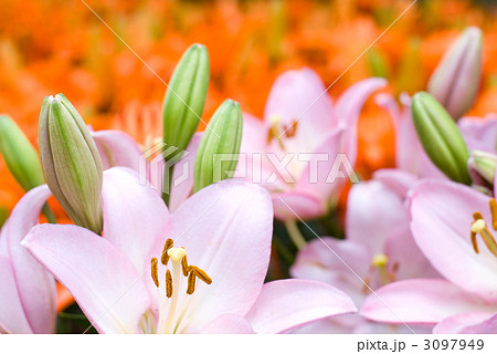 オレンジ色のスカシユリをバックにピンクのスカシユリの花 3097949