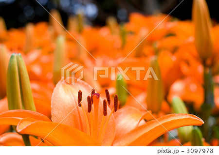 オレンジ色のスカシユリの花畑 オレンジ色のスカシユリの花畑 3097978