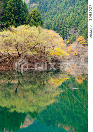 みどり湖の黄葉 3098027