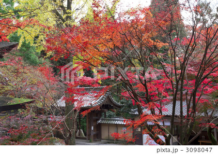 定光寺 紅葉 定光寺 紅葉 3098047