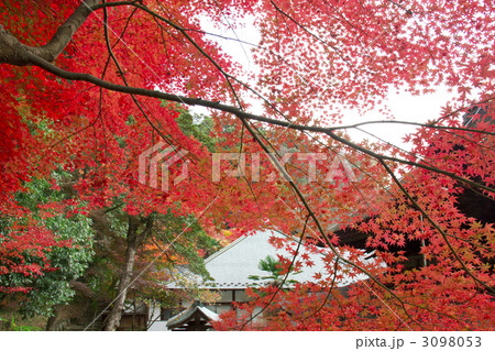 定光寺 紅葉 定光寺 紅葉 3098053
