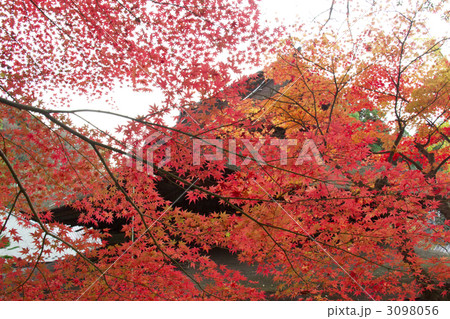 定光寺 紅葉 定光寺 紅葉 3098056
